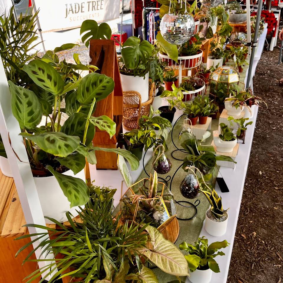 Pensacola Farmers market booth set up with potted plants and succulents | Jade Tree Succulents  vendor at Palafox Market