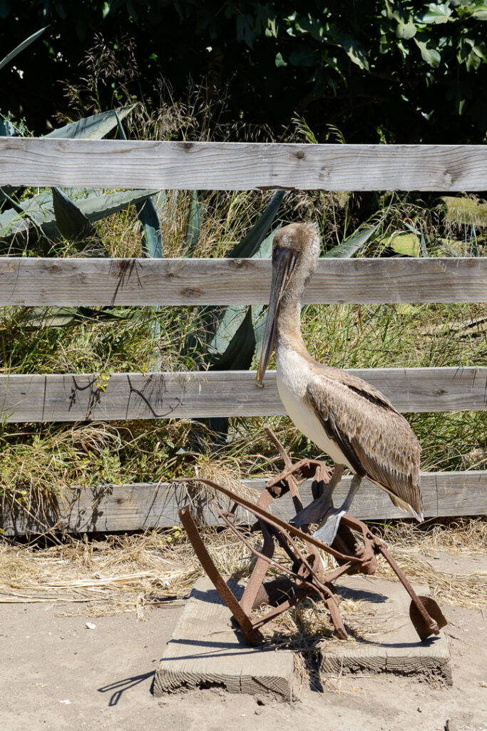 Large pelican perched on a rusted antique machine part at Channel Islands National Park