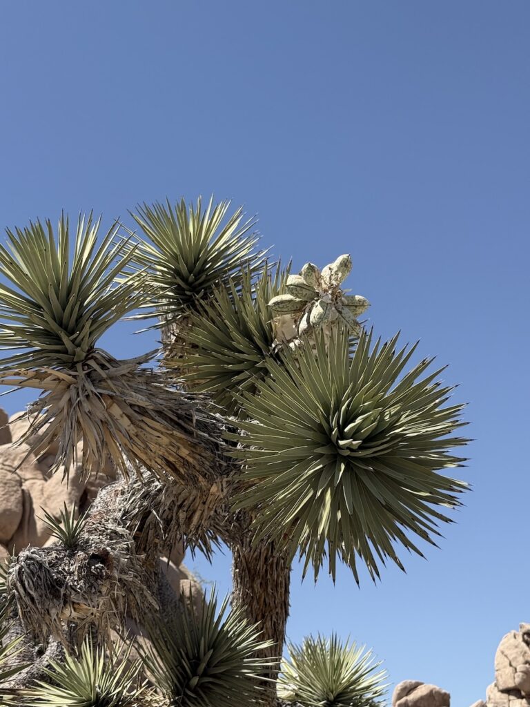 Close-up of a Joshua tree's spiky branches and a seed pod against a clear blue sky in Joshua Tree National Park